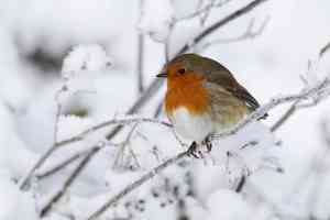 © Erni - Fotolia.com Vogel