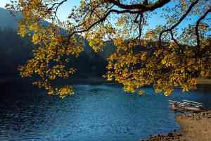 © kyslynskyy - Fotolia.com Herbstbaum