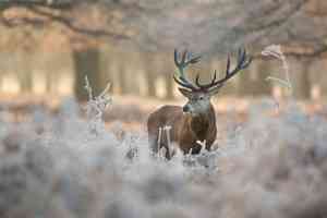 © giedriius - Fotolia.com Hirsch