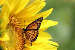 © pegase1972 - Fotolia.com Schmetterling auf Blume