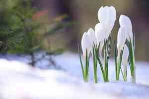 © kichigin19 - Fotolia.com Blume