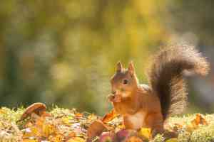 © geertweggen - fotolia.com Eichhörnchen