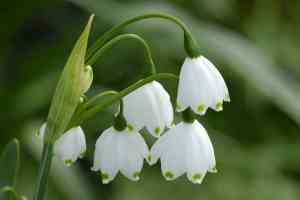 Blume