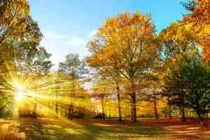 Herbstlandschaft