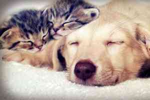 Katzen mit Hund
