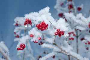 Gefrorene Beeren