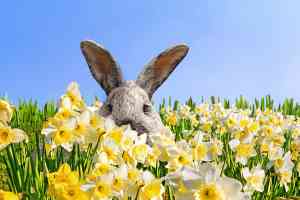 Hase
