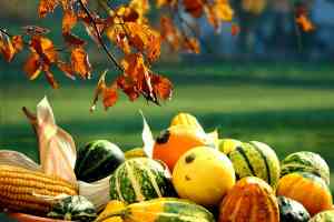 Herbstfrüchte