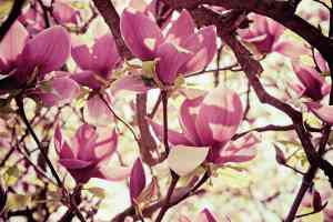 Knospen