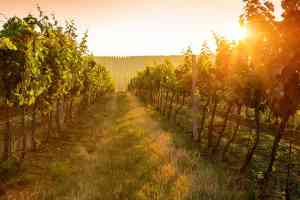 © Rostislav Sedlacek - fotolia.com Weinreben