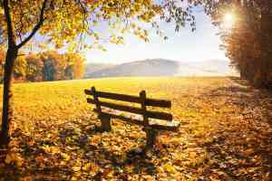 Bank im Wald mit Sonne