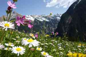 © by paul - fotolia.com Bergwiese