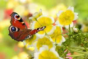 Schmetterling